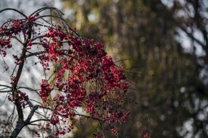 Derniers jours pour visiter les jardins